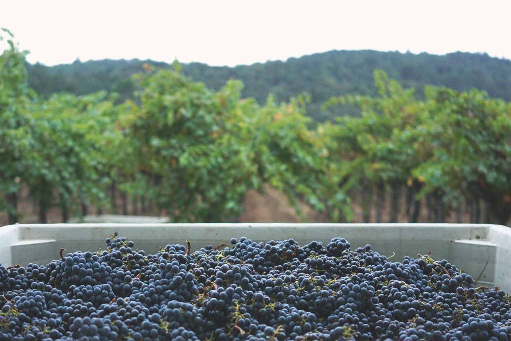 kanpai-wines-cabernet-sauvignon-harvest