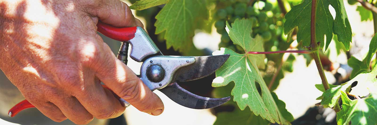 winemaker steve matthiasson trimming vines