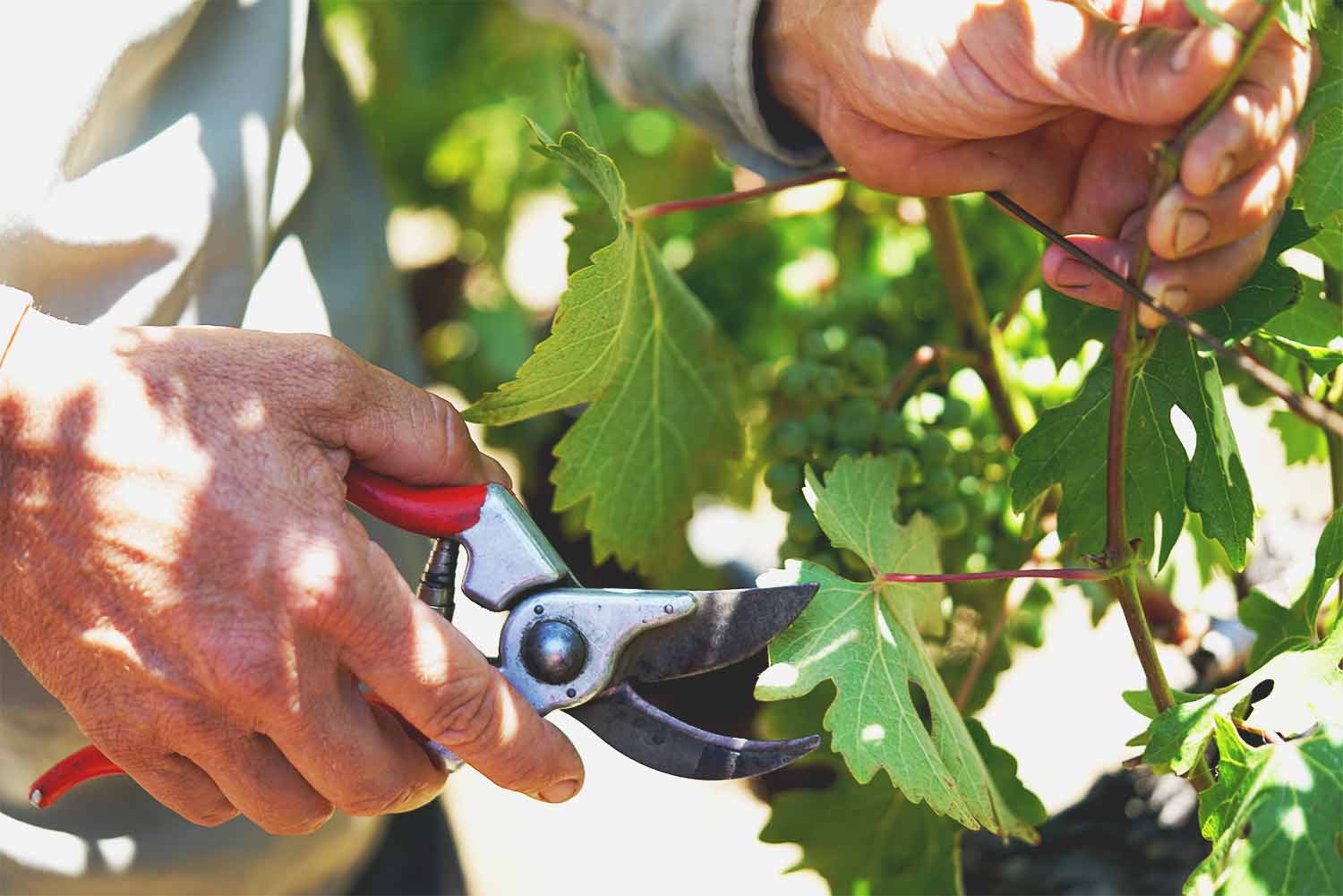 winemaker steve matthiasson napa valley
