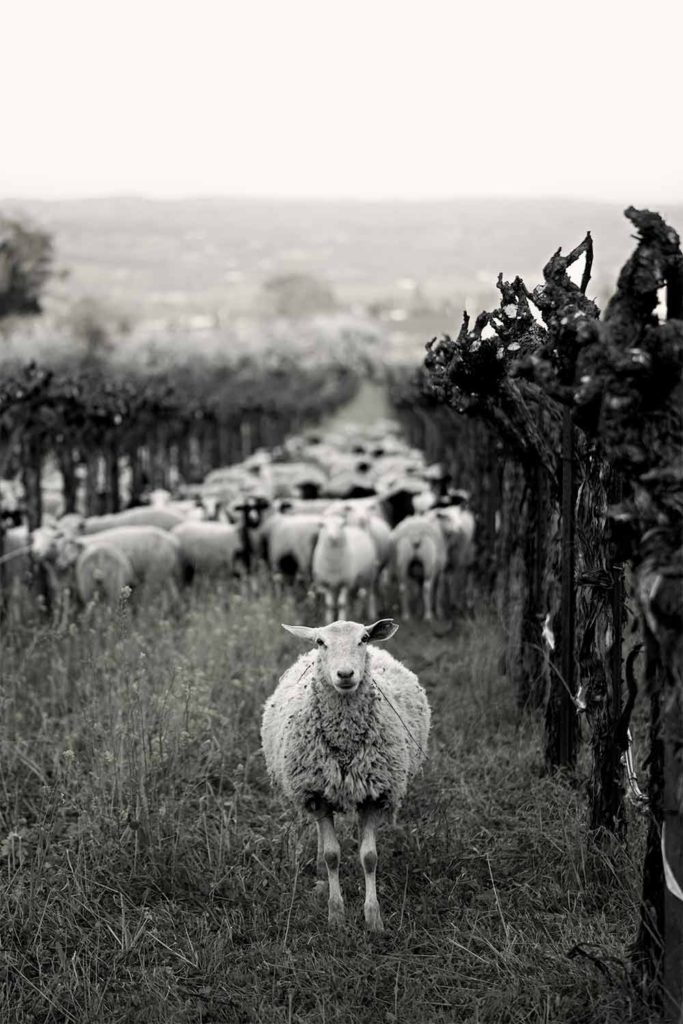 sheep grazing in vineyard